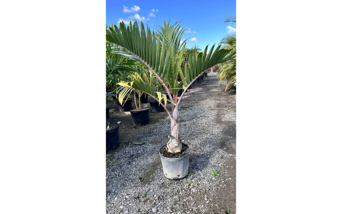 Bottle Palm