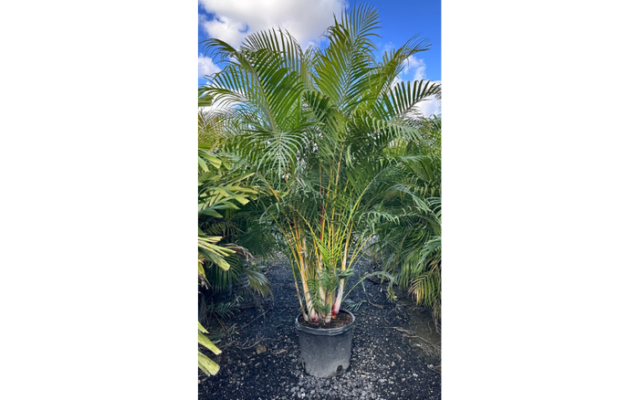 Palm Planting Arecas Palm 