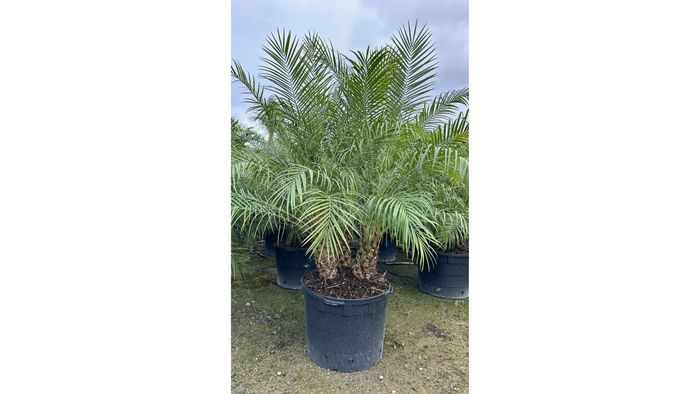 The Robellini Palm